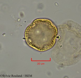 Sylvie.Rouland/Schiedea_globosa_2196/Schiedea_globosa_2196_0001(copy)_thumb.jpg
