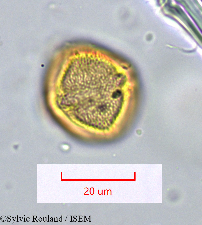 Sylvie.Rouland/Schinus_molle_1090/Schinus_molle_1090_0002(copy).jpg