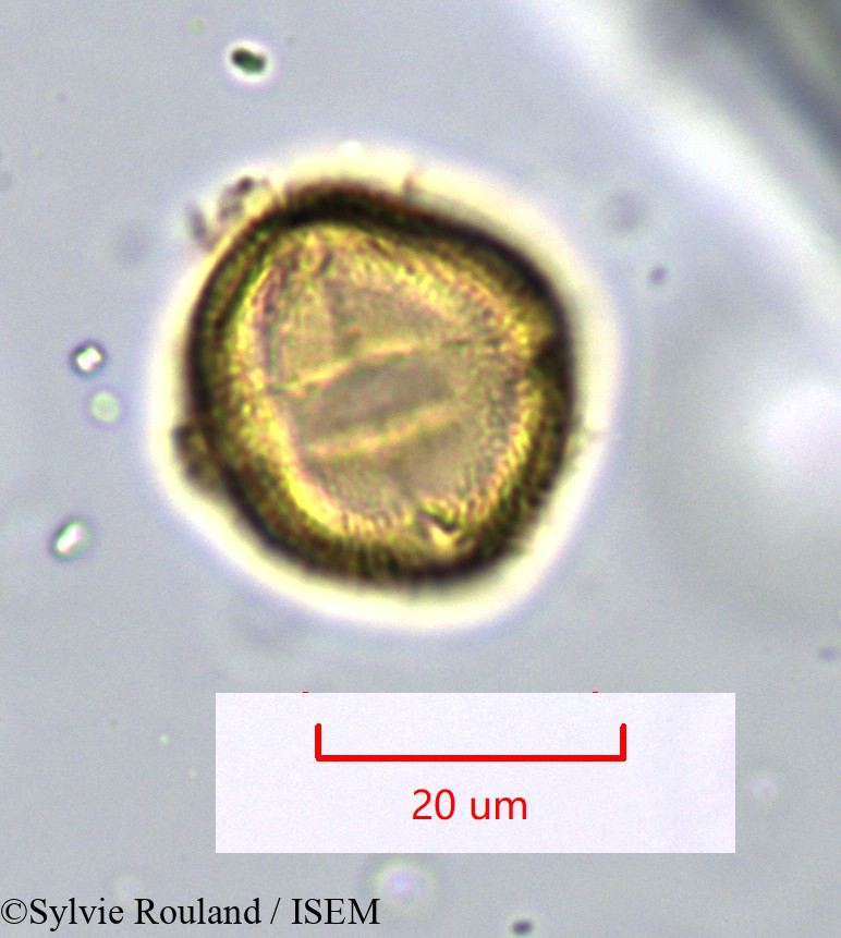 Sylvie.Rouland/Schinus_molle_1090/Schinus_molle_1090_0003(copy).jpg