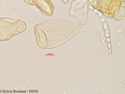 Sylvie.Rouland/Schoenoxiphium_gracile_2610/Schoenoxiphium_gracile_2610_0001(copy)_thumb.jpg