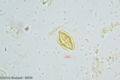 Sylvie.Rouland/Schotia_humboldtioides_244/Schotia_humboldtioides_244_0001(copy)_thumb.jpg