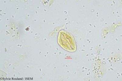 Schotia humboldtioides - lame n° 244