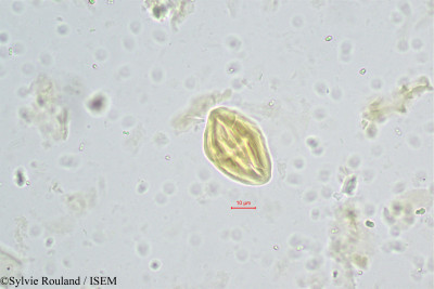 Schotia humboldtioides - lame n° 244