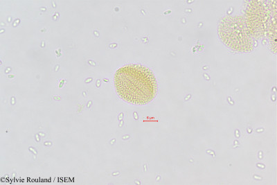 Schouwia purpurea - lame n° 377