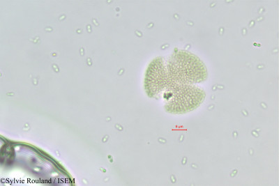 Schouwia purpurea - lame n° 377