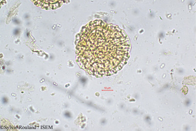 Sylvie.Rouland/Schrebera_swietenioides_5758/Schrebera_swietenioides_5758_0001(copy)_thumb.jpg