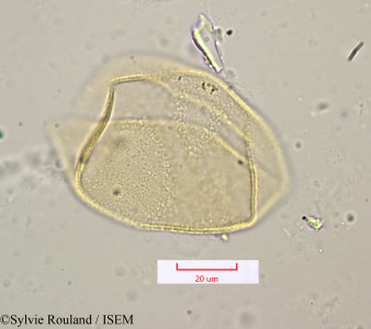 Scilla mauritanica - lame n° 1157