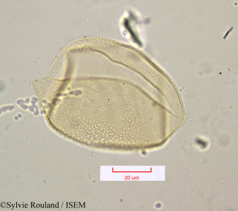 Scilla mauritanica - lame n° 1157
