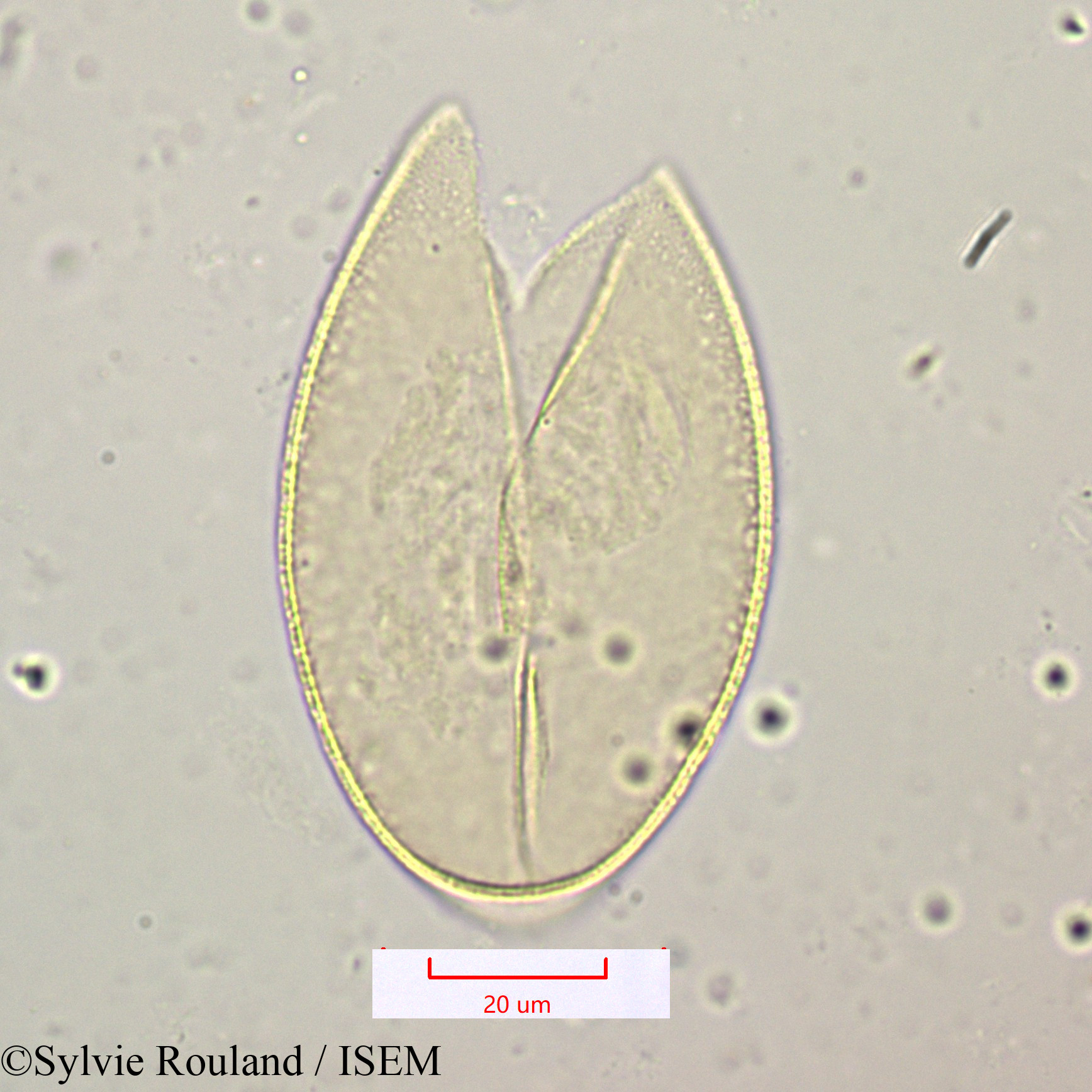 Sylvie.Rouland/Scilla_mauritanica_1157/Scilla_mauritanica_1157_0004(copy).jpg