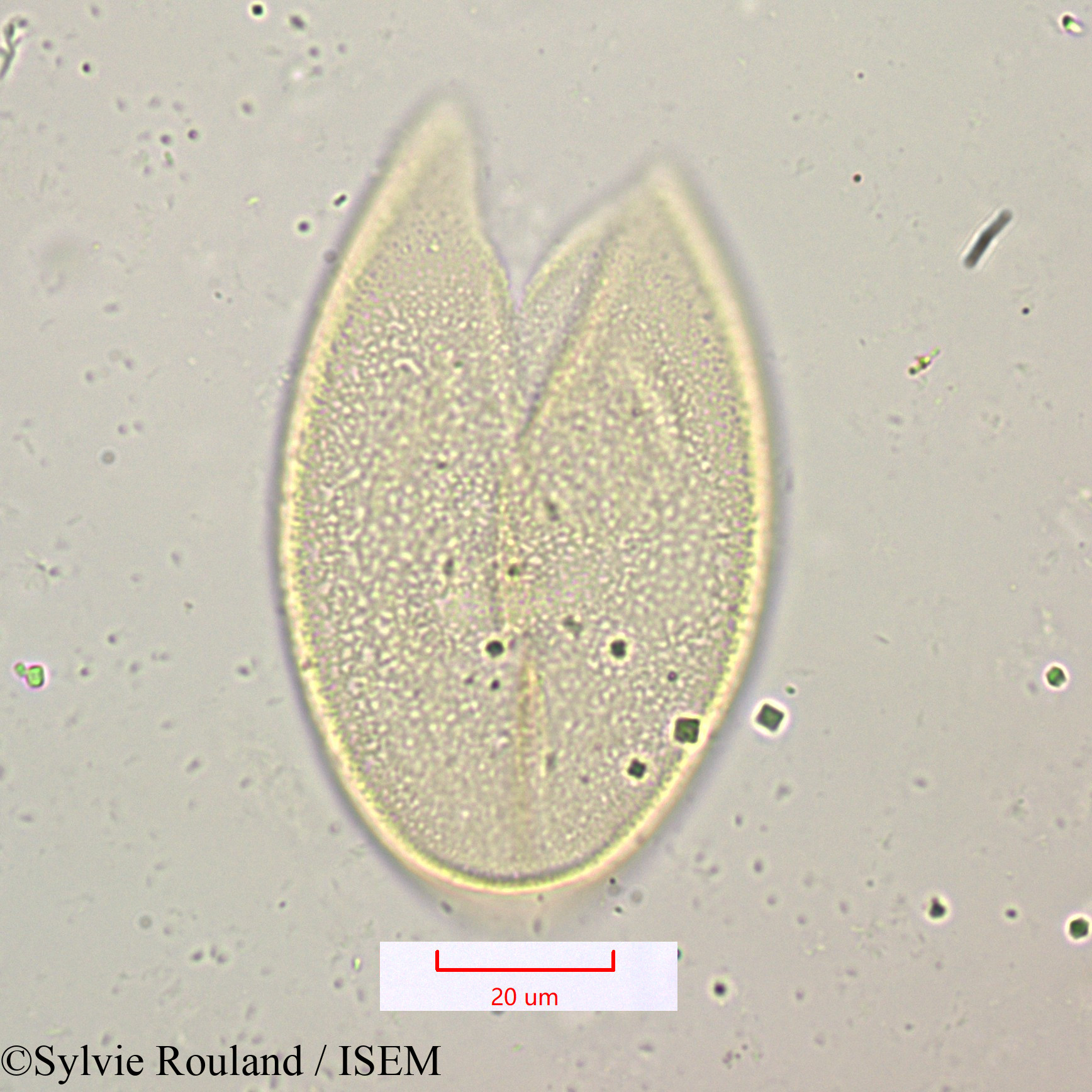 Sylvie.Rouland/Scilla_mauritanica_1157/Scilla_mauritanica_1157_0005(copy).jpg