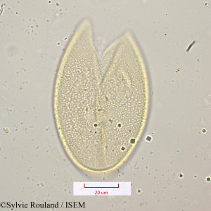 Scilla mauritanica - lame n° 1157