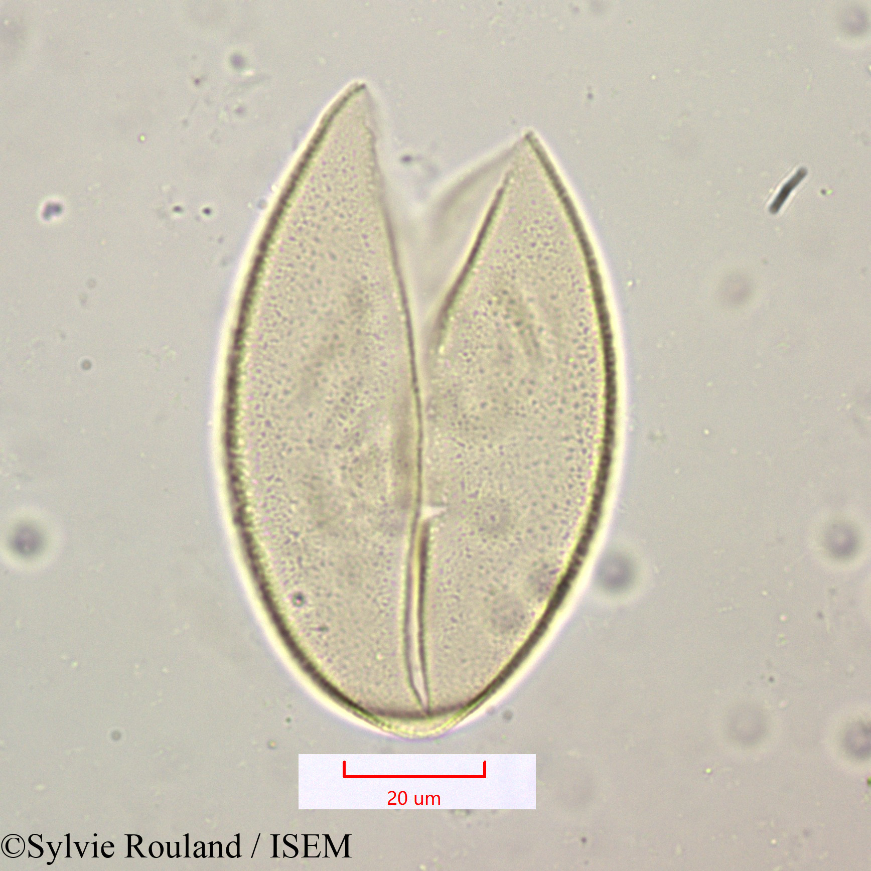 Sylvie.Rouland/Scilla_mauritanica_1157/Scilla_mauritanica_1157_0006(copy).jpg