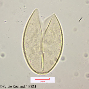 Scilla mauritanica - lame n° 1157