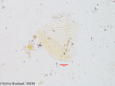 Scirpus perrieri - lame n° 2975