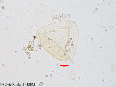 Scirpus perrieri - lame n° 2975
