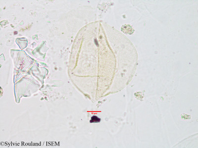 Scirpus perrieri - lame n° 2975