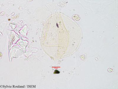 Scirpus perrieri - lame n° 2975