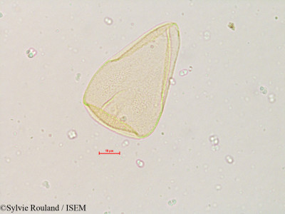 Sylvie.Rouland/Scirpus_validus_4824/Scirpus_validus_4824_0001(copy)_thumb.jpg
