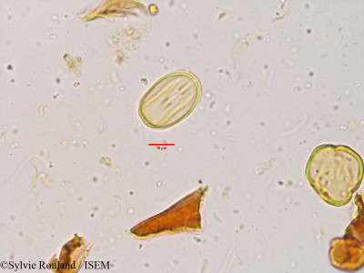 Scolopia crenata - lame n° 3840