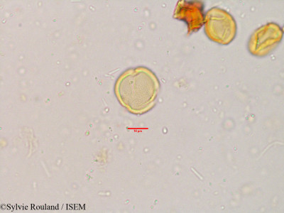 Scolopia crenata - lame n° 3840