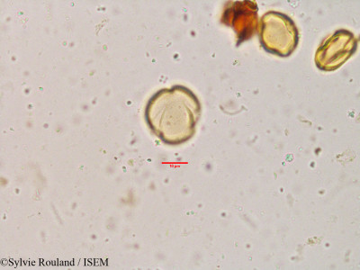 Scolopia crenata - lame n° 3840