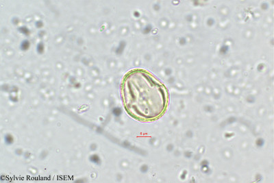 Sylvie.Rouland/Scolopia_roxburghii_5715/Scolopia_roxburghii_5715_0001(copy)_thumb.jpg