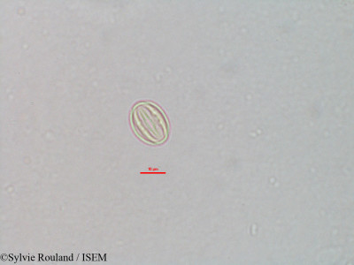Sylvie.Rouland/Scolopia_thouvenoti_3190/Scolopia_thouvenoti_3190_0001(copy)_thumb.jpg