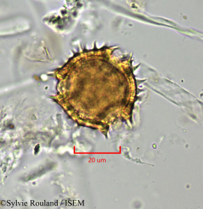Sylvie.Rouland/Scorzonera_aristata_1776/Scorzonera_aristata_1776_0001(copy)_thumb.jpg