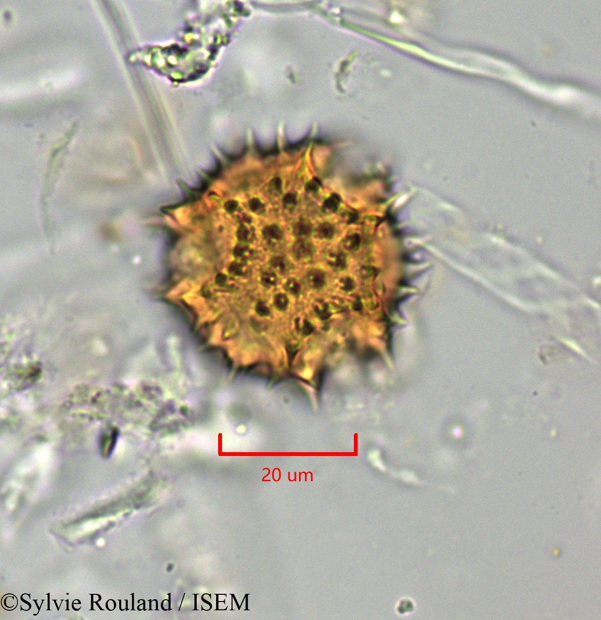 Sylvie.Rouland/Scorzonera_aristata_1776/Scorzonera_aristata_1776_0002(copy).jpg