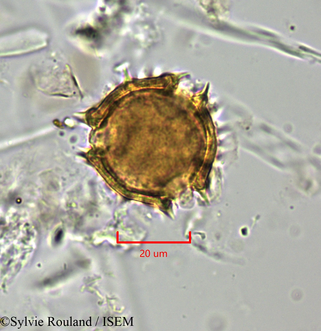 Sylvie.Rouland/Scorzonera_aristata_1776/Scorzonera_aristata_1776_0003(copy).jpg