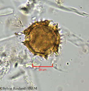 Scorzonera aristata - lame n° 1776