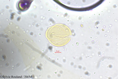 Sylvie.Rouland/Scutellaria_violacea_5304/Scutellaria_violacea_5304_0001(copy)_thumb.jpg