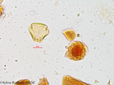 Sylvie.Rouland/Scutia_myrtina_4008/Scutia_myrtina_4008_0001(copy)_thumb.jpg