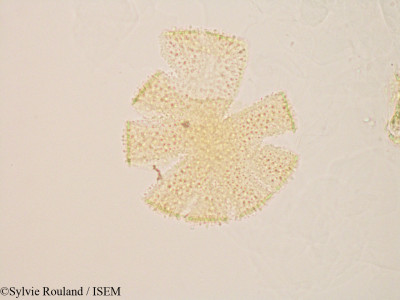 Sylvie.Rouland/Sechium_edule_2837/Sechium_edule_2837_0001(copy)_thumb.jpg