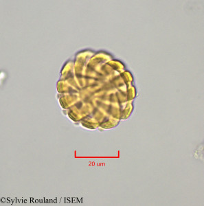 Sylvie.Rouland/Securidaca_diversifolia_47278/Securidaca_diversifolia_47278_0001(copy)_thumb.jpg