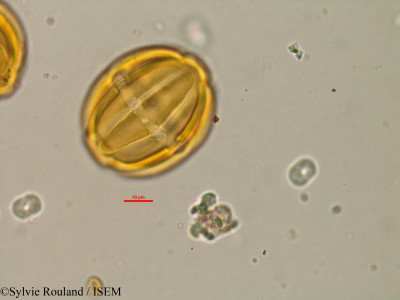 Sylvie.Rouland/Securidaca_longipedunculata_14607/Securidaca_longipedunculata_14607_0001(copy)_thumb.jpg