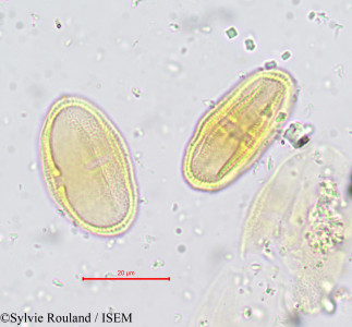 Sylvie.Rouland/Selinopsis_montana_727/Selinopsis_montana_727_0001(copy)_thumb.jpg