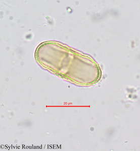 Sylvie.Rouland/Selinum_carvifolia_664/Selinum_carvifolia_664_0001(copy)_thumb.jpg