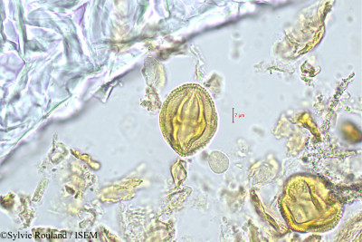 Sylvie.Rouland/Semecarpus_anacardiopsis_447/Semecarpus_anacardiopsis_447_0001(copy)_thumb.jpg