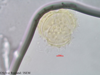 Senecio - lame n° 42911