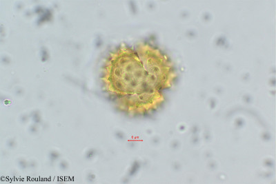 Senecio - lame n° 169