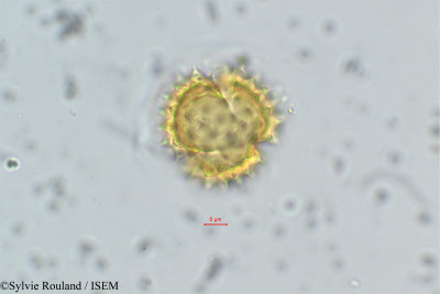 Senecio - lame n° 169