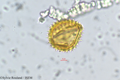 Senecio - lame n° 169