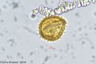 Senecio - lame n° 169