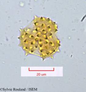 Senecio cineraria - lame n° 1069
