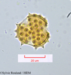 Senecio cineraria - lame n° 1069