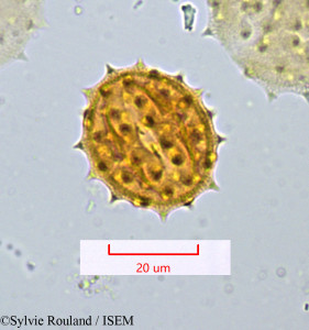 Senecio cineraria - lame n° 1069