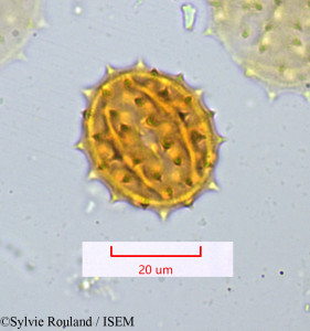 Senecio cineraria - lame n° 1069