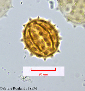 Senecio cineraria - lame n° 1069
