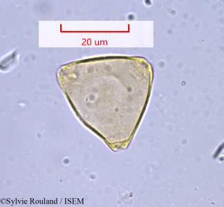 Sylvie.Rouland/Sergania_cuspidata_970/Sergania_cuspidata_970_0001(copy)_thumb.jpg